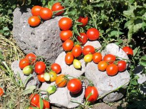 Pomodori2-800