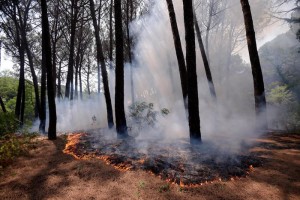 Incendio Vesuvio: vento alimenta roghi, elicotteri al lavoro