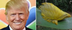 n-DONALD-TRUMP-HAIR-large570