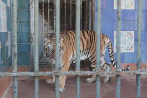Tigre in gabbia