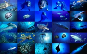 oceano,-delfino,-medusa,-pescecane,-collage-159976