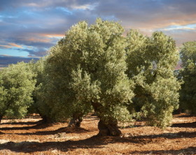 Ancient Cerignola olive trees (Olea europaea), Ostuni, Apulia, Italy, Europe