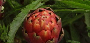 CARCIOFO