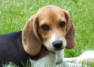 beagle-ret