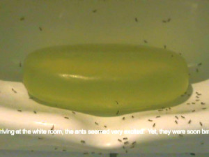 Vega_The ants and..