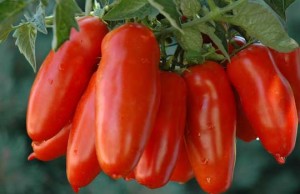 pomodoro_san_marzano_miracolodisangennaro