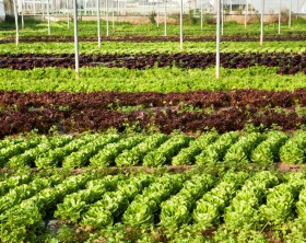 La produzione di insalate bio (2)