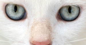 gatto_bianco