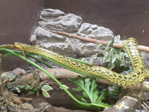 zoo napoli anaconda gialla -min