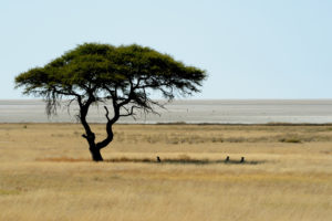 namibia-1