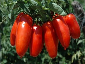 4159_pomodoro-san-marzano-guerra-per-loro-rosso-tra-conservieri-e-produttori