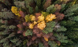 DRONE PHOTOGRAPHS OF AUTUMN, LITHUANIA, 24 OCT 2015