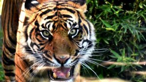 tigre-zoo-napoli-foto-di-antonio-musa