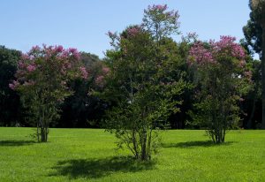 lagerstroemia