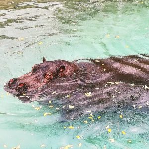 carola-fa-il-bagno-allo-zoo-di-napoli