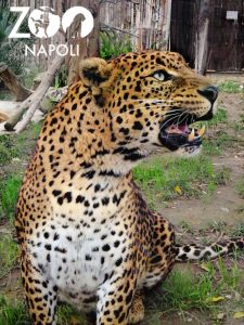 leopardo-shankiri-allo-zoo-di-napoli