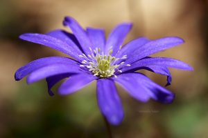 03-anemone_taddei