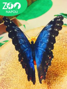 butterfly-house-zoo-di-napoli-4