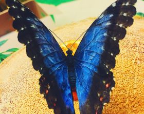 butterfly-house-zoo-di-napoli-4