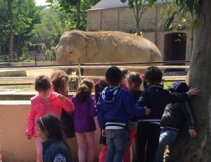 bambini-guardano-elefante