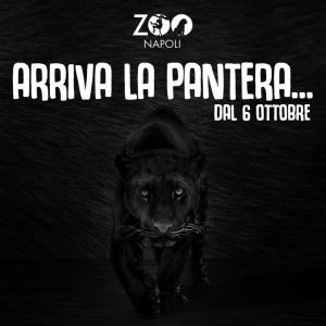 pantera-zoo-di-napoli