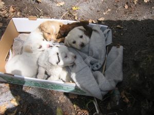 cuccioli-abbandonati-strada