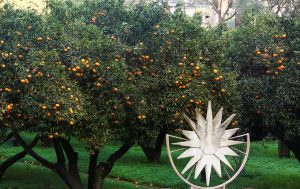 albero-con-mandarini