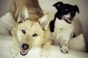 dmc-shop-l-ascesa-di-un-economia-pet-friendly