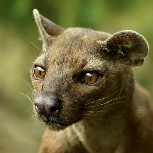 fossa