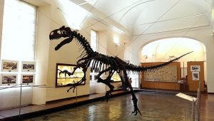 museo_di_paleontologia_napoli_allosauro