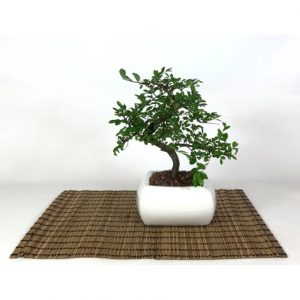 bonsai-di-olmo-in-vaso-quadro-bianco-cm-15-p-2809165-12264902_1