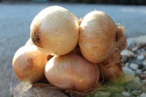 la_cipolla_di_vatolla