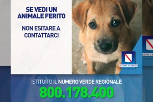 numero-verde-per-il-pronto-intervento-veterinario-regione-campania
