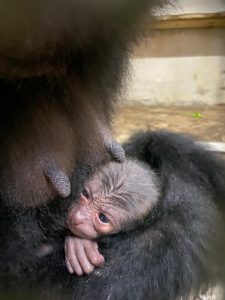 il-cucciolo-di-siamango-appena-nato-allo-zoo-di-napoli