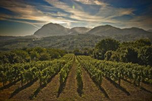 vigneti_consorzio-tutela-vini-dirpinia