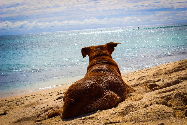 dog-787067_640