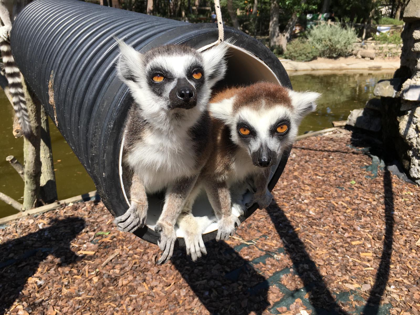 lemuri-allo-zoo-di-napoli