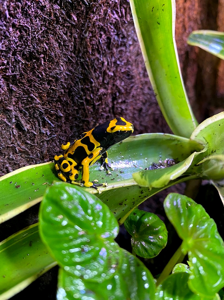 dendrobates-leucomelas-rana-freccia-dalle-bande-gialle