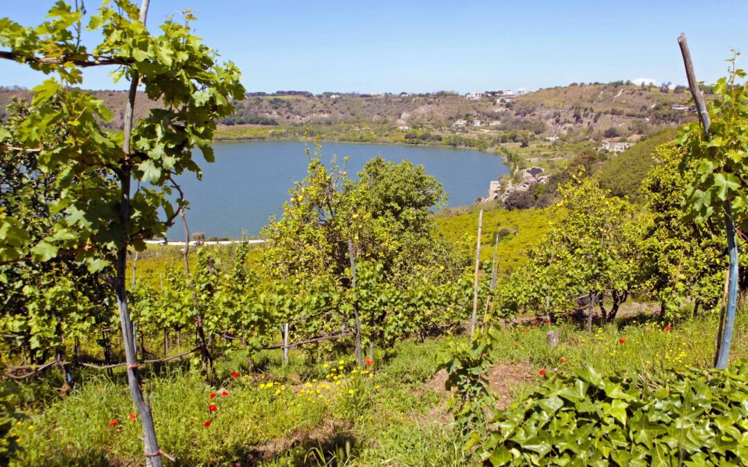 vigneti-campi-flegrei