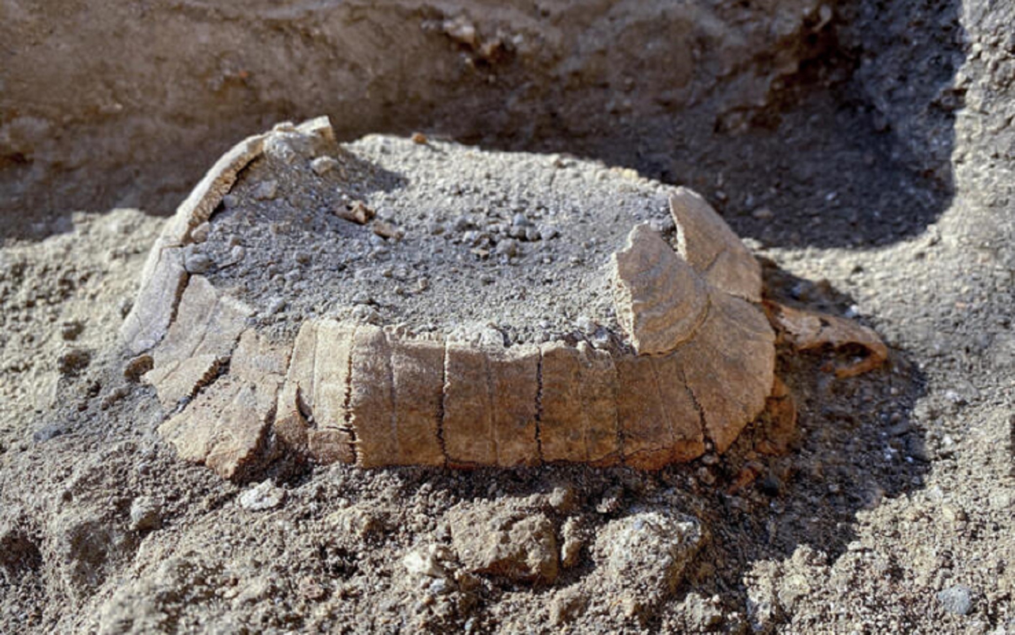 testuggine Pompei per Lambertucci 23 Giugno 2022. ANSA/CIRO FUSCO